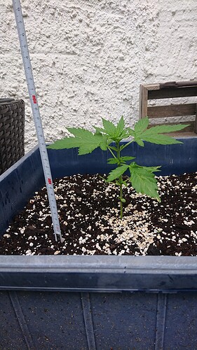 Growreport Bild 18