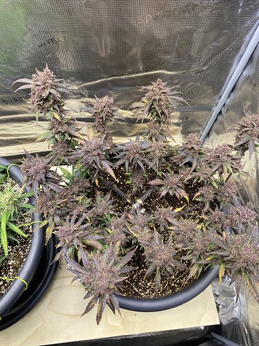 Growreport Bild 8