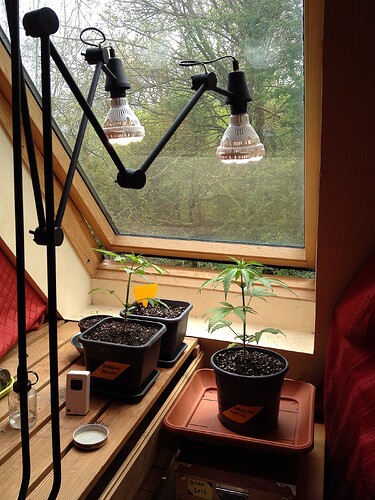 Zwei junge Cannabispflanzen in Töpfen auf einer Fensterbank, beleuchtet durch zwei Schreibtischlampen mit LED-Leuchtmitteln.