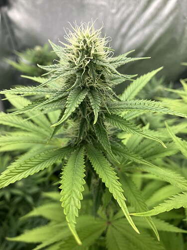 Growreport Bild 1