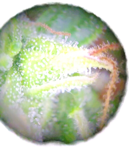 Growreport Bild 17