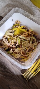IMG_20251115_220152726