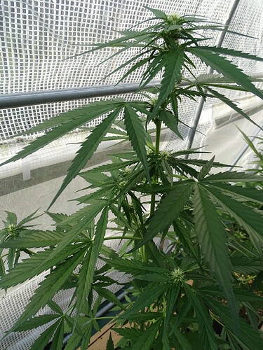 Growreport Bild 4