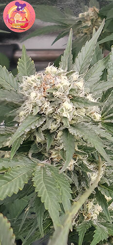 Growreport Bild 12