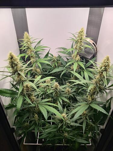 signal-2024-09-02-163302_003