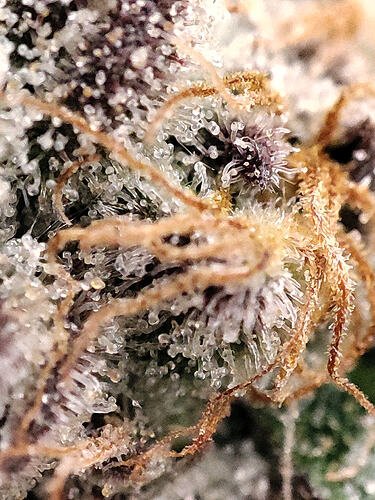Growreport Bild 7