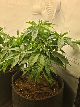 Growreport Bild 5