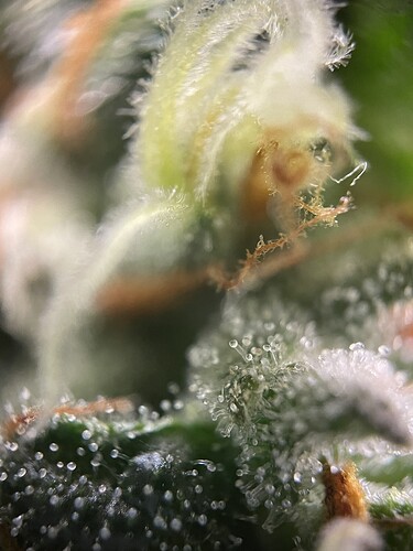 Growreport Bild 39