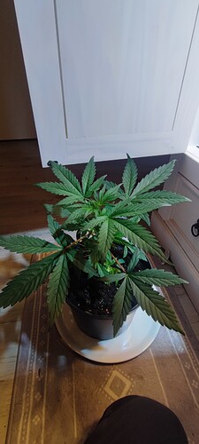 Growreport Bild 5