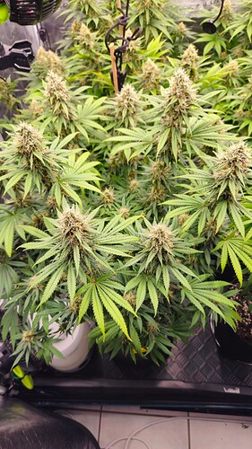 Growreport Bild 18