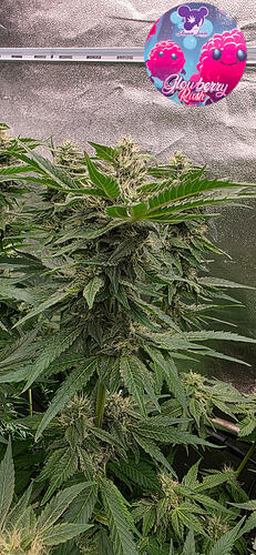 Growreport Bild 2