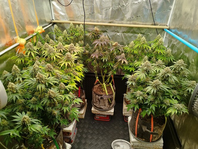 Growreport Bild 1
