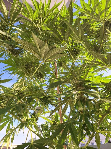 Growreport Bild 29