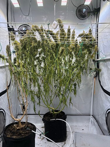 Growreport Bild 3
