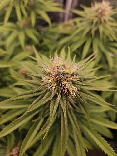 Growreport Bild 21