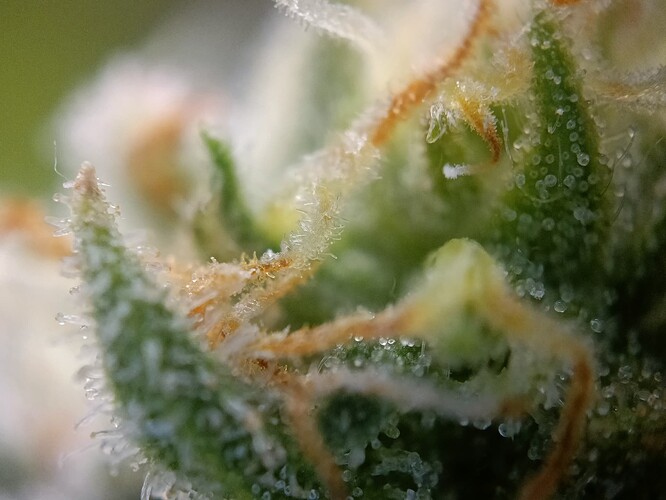 Growreport Bild 49