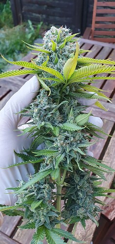 Growreport Bild 2