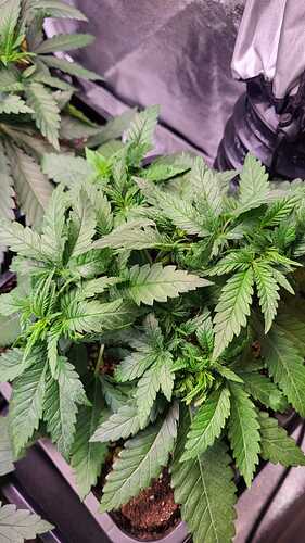 Growreport Bild 13
