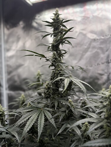 Growreport Bild 34