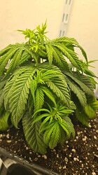 Growreport Bild 11
