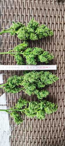 WhatsApp Image 2024-07-08 at 19.24.29