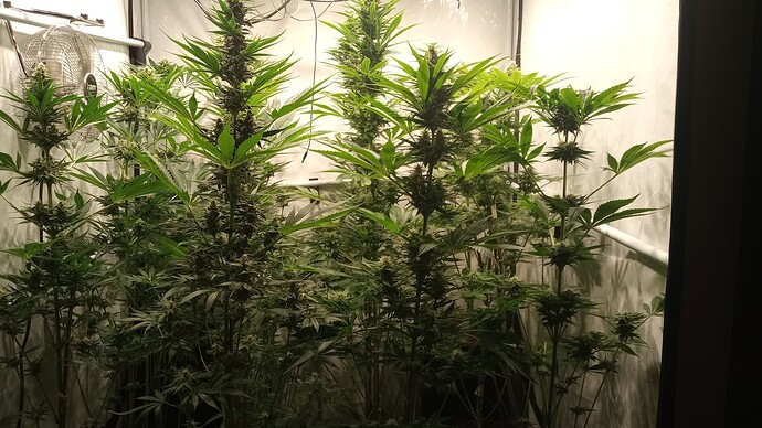 Growreport Bild 26