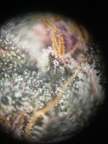Growreport Bild 3