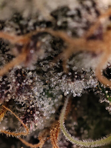Growreport Bild 76