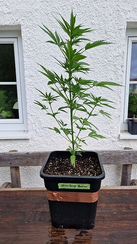 Growreport Bild 3