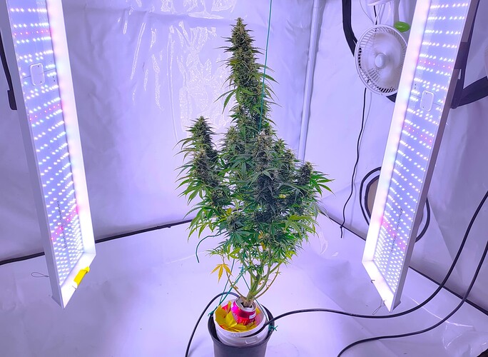 Growreport Bild 7