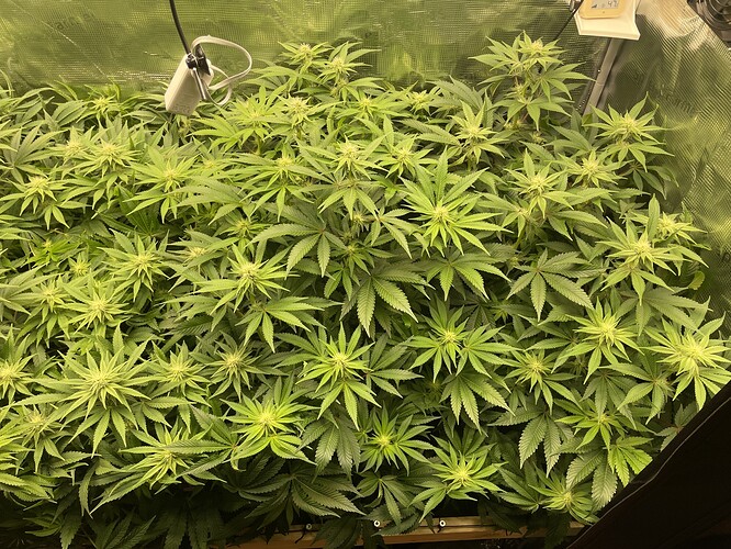 Viele blühende Cannabispflanzen in einem Zelt, die dicht beieinander stehen und viele Blütenansätze zeigen.