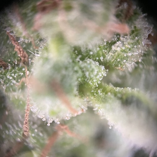 Growreport Bild 33