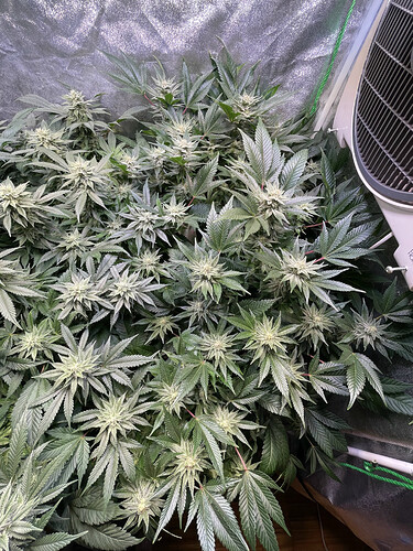 Growreport Bild 4