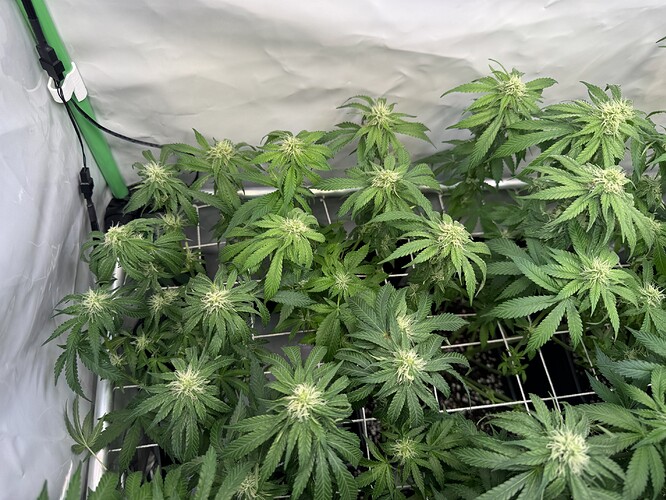 Growreport Bild 32