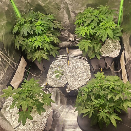 Vier junge Cannabispflanzen in einem Zelt, die sich im Wuchs befinden. Die Pflanzen sind in Töpfen, die mit Alufolie umwickelt sind.
