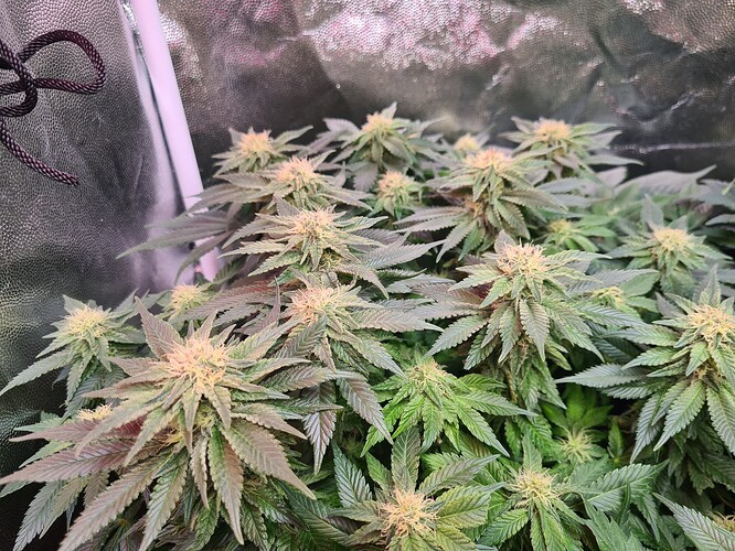 Growreport Bild 2