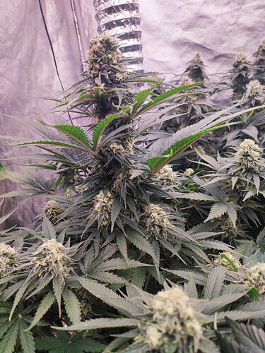 Growreport Bild 5