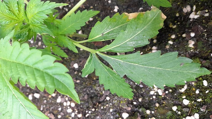 Growreport Bild 4