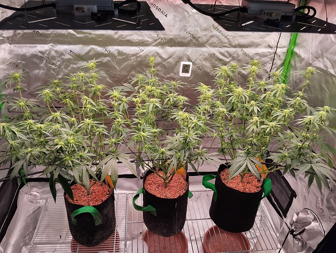 Growreport Bild 5