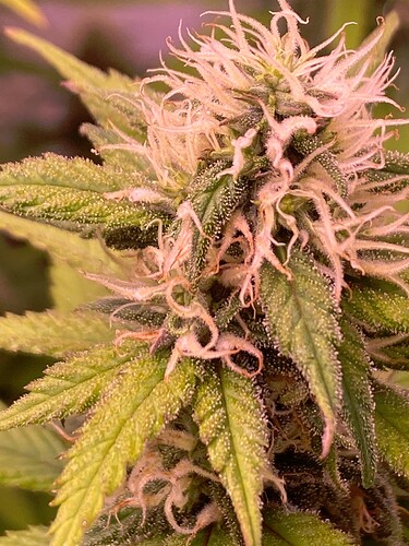 Growreport Bild 3