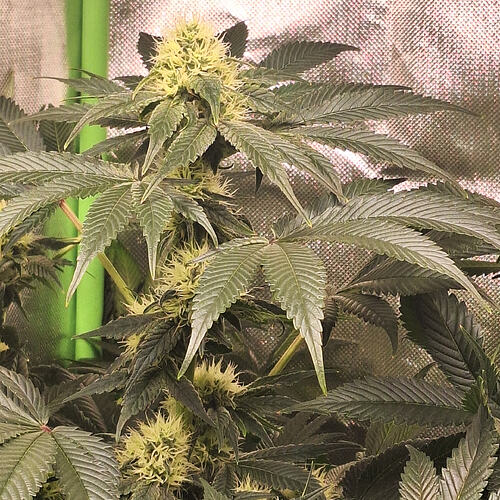 Growreport Bild 2