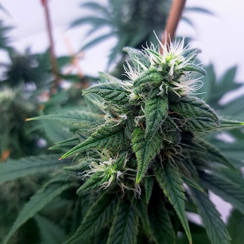 Growreport Bild 41