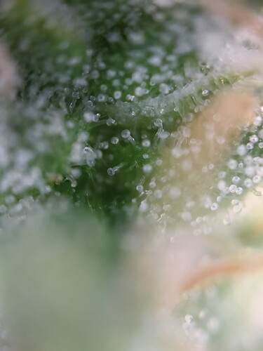 Growreport Bild 33