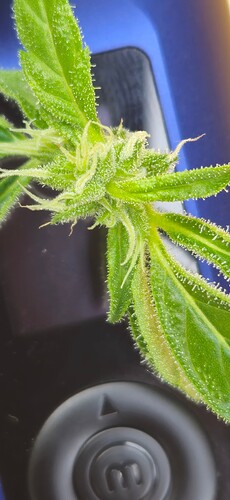 Growreport Bild 52
