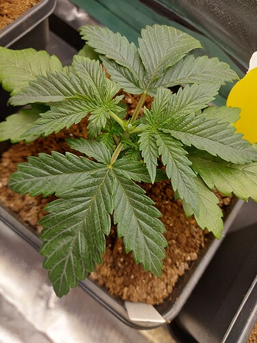 Growreport Bild 7