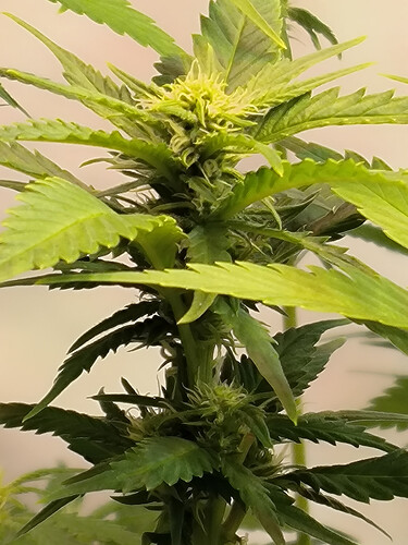 Growreport Bild 3