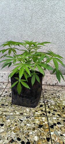 Growreport Bild 4