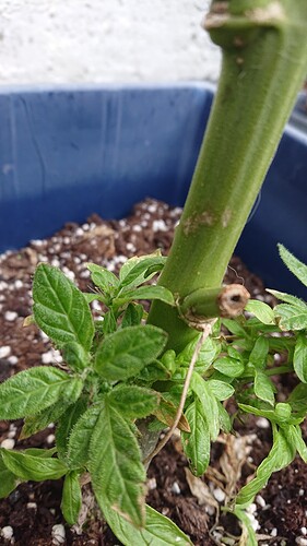 Growreport Bild 18