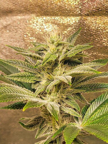 Growreport Bild 9