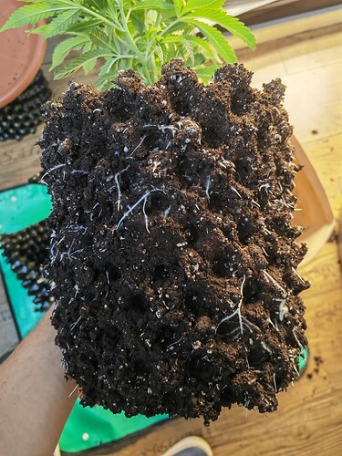 Growreport Bild 16